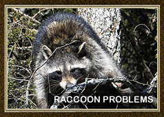 Raccoon Removal and Control