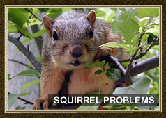 Squirrel Removal and Control
